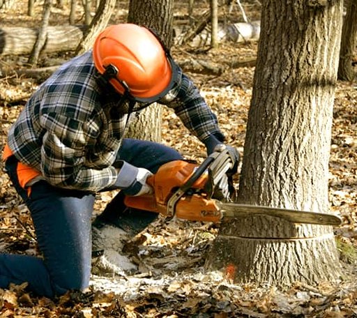Tree Removal in Kenyon, RI